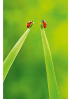 ABCCards ABC GlÃ¼ckwunschkarte MarienkÃ¤fer 51806