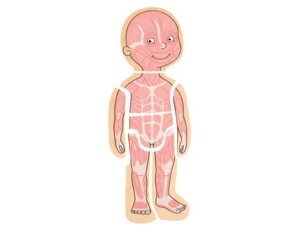 beleduc Körper Puzzle Junge 4817170