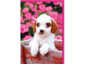 Braun + Company B+C Motivkarte Hundewelpe 541420056