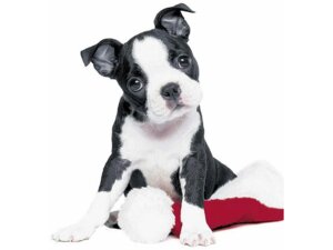 Paper+Design Paper + Design Servietten Xmas Dog 6119335700097