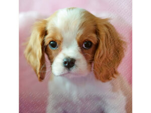 Stewo Serviette Galti 33x33cm 2572654225